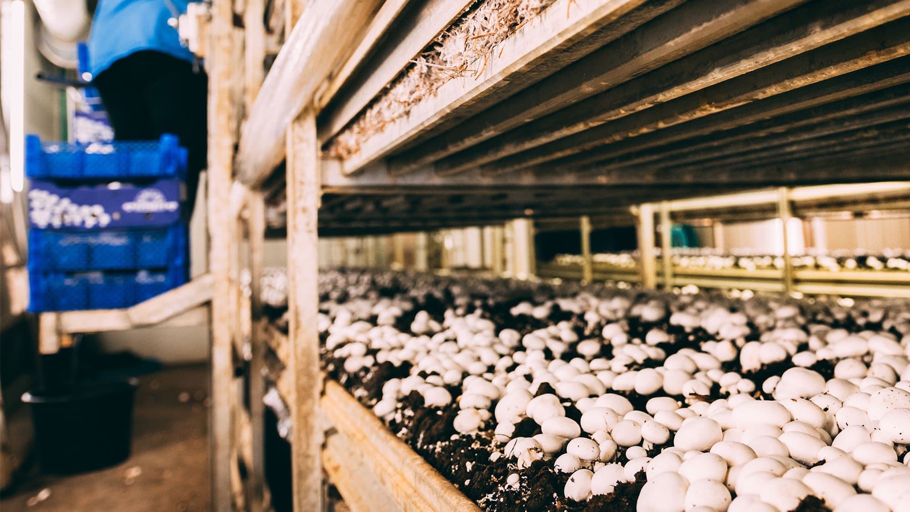 Chiquita Mushrooms